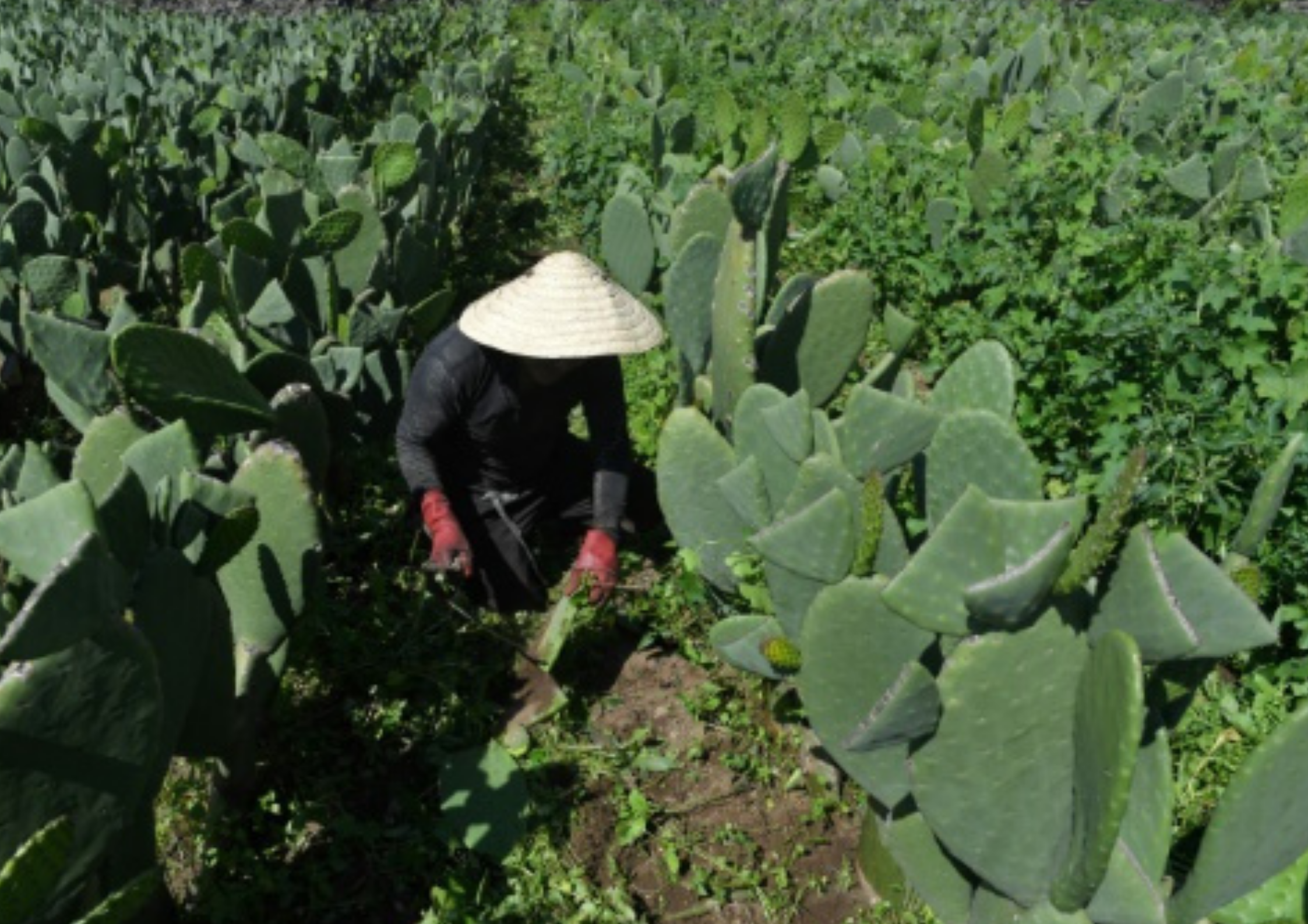 L’histoire de l’huile de pépins de figue de barbarie : de l’usage traditionnel à la science moderne.