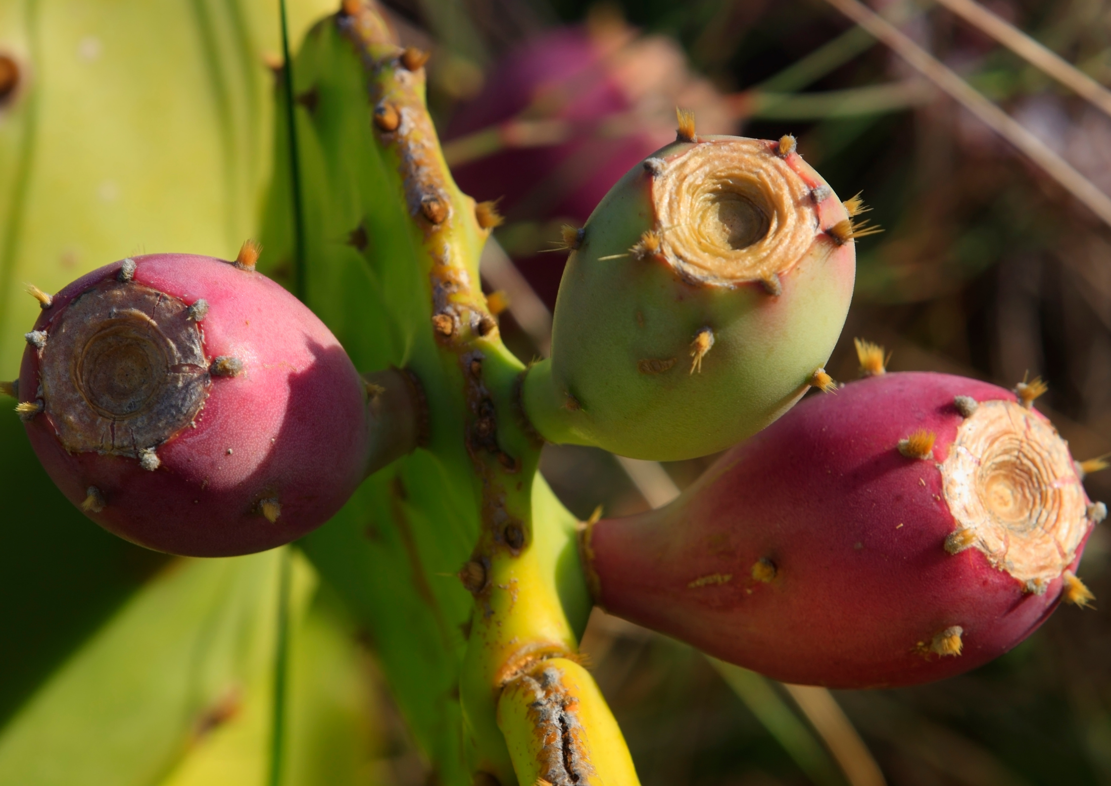 Huile de pépins de figue de barbarie : bienfaits pour la peau et les cheveux